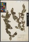 Foto von Salix aegyptiaca L.